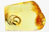 Fossil Soft-Bodied Plant Beetle (Electribius) in Baltic Amber #381294-1